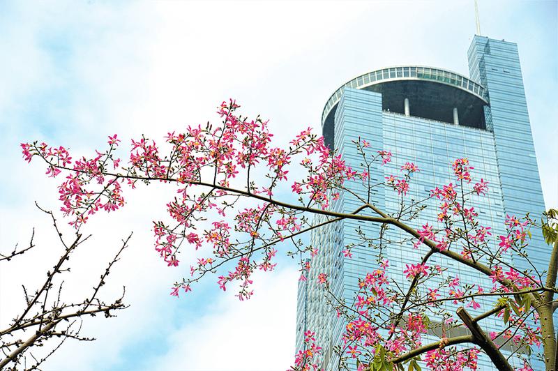 南寧街頭鮮花盛開成為市民賞秋"網紅"打卡地