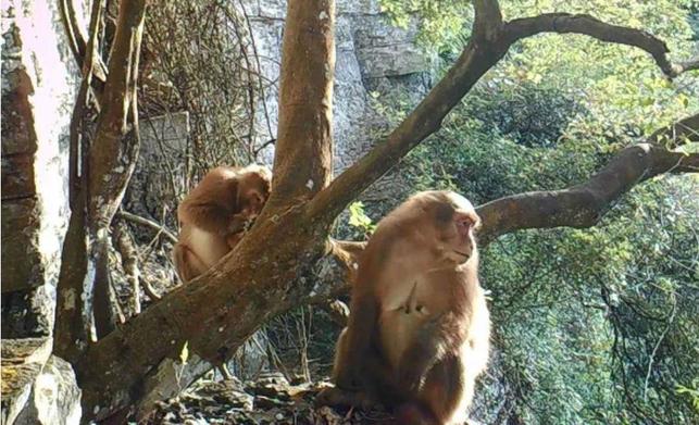 南寧大明山首次監測到國家一級保護動物熊猴