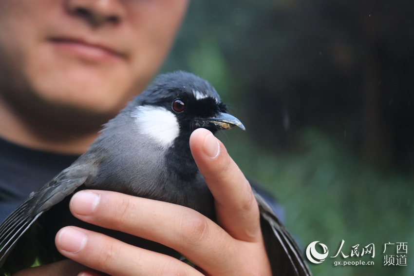 中越邊境查獲野生鳥類1200隻 已全部放歸大自然