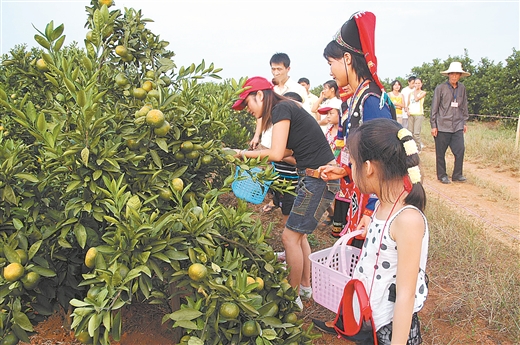 賀州富川臍橙大豐收