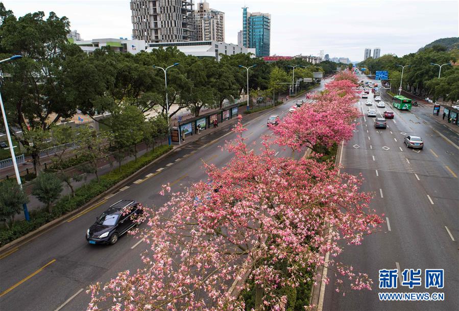 廣西柳州：美麗異木棉花競相盛開