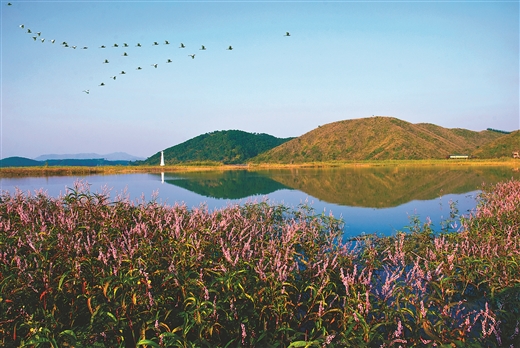 南寧橫縣：鄉村風景線留住鄉愁印記