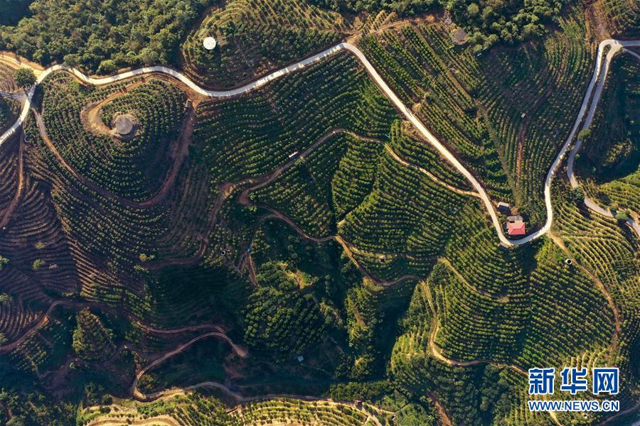 百色：水果飄香脫貧路