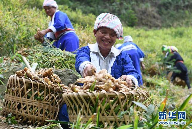 廣西賀州：平桂土瑤“姜”脫貧