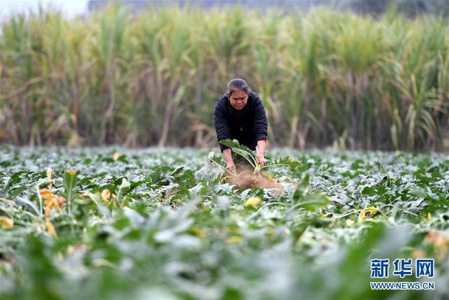 廣西柳州：頭菜豐收勞動忙