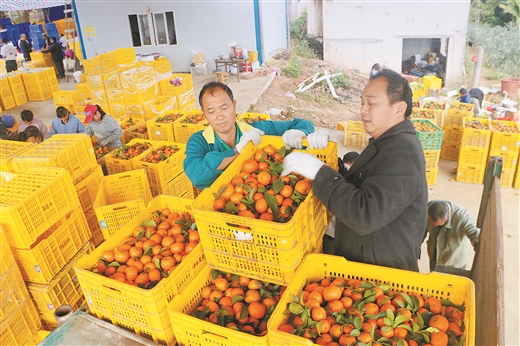 廣西藤縣：砂糖橘助力脫貧摘帽