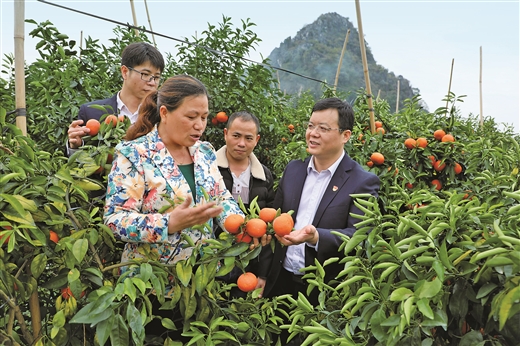 廣西靈山：沃柑産業助扶貧