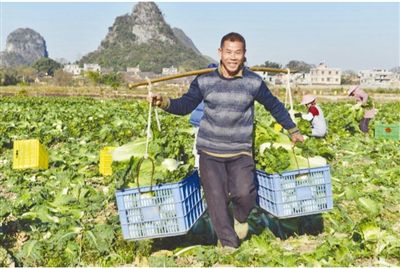 廣西賀州：秋冬菜播種面積達1237萬畝 成為重要“南菜北運”基地