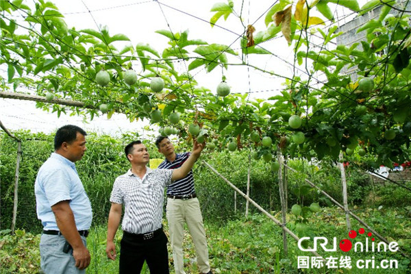 【唐已審】 百香果變平南人民的“增收”果