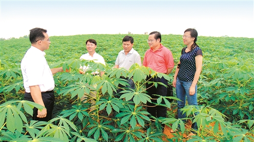 廣西木薯産業如何浴火重生