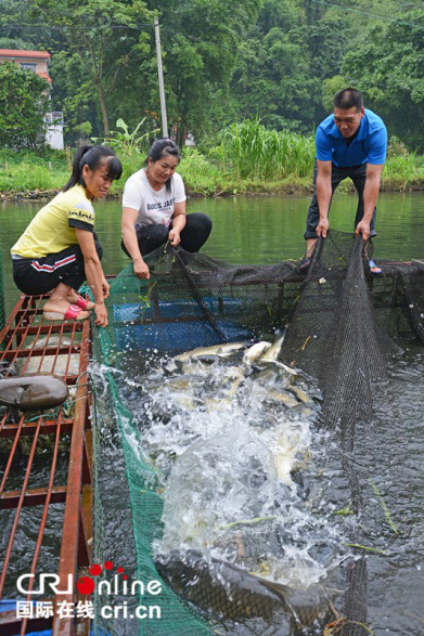 【唐已審】南寧上林“高值魚”闖出鄉村振興新天地