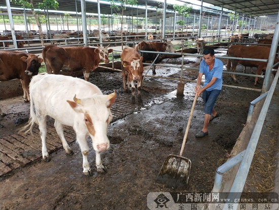 寧明生態肉牛養殖成為脫貧攻堅重要産業