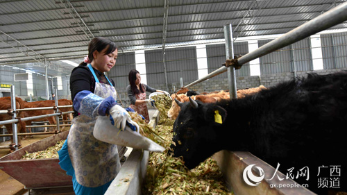 廣西都安：貸牛還牛發“牛財”