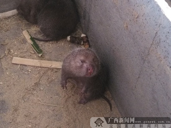 柳州柳南區流山鎮發展特色産業 竹鼠桑蠶養殖亮點多