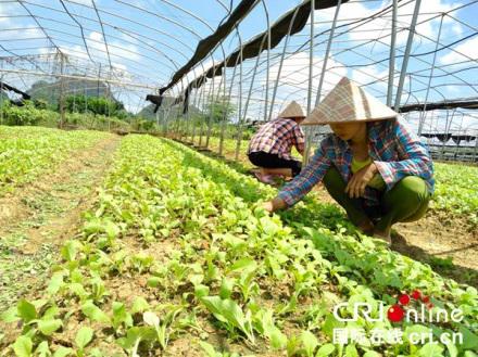 【唐已審】【原創】河池大化：從“石縫裏刨食”到“家門口就業”