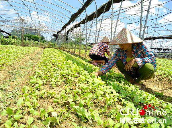 【唐已審】【原創】大化三十年 點讚瑤鄉新變化——記河池市大化瑤族自治縣成立30年來的發展新成就