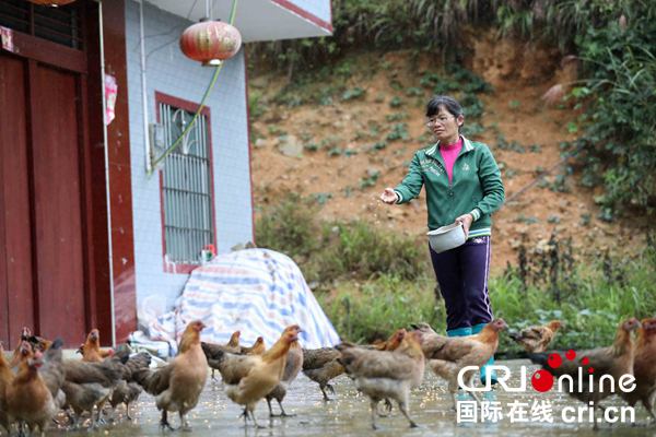 【加急】【唐已審】【原創】山上香衫樹 樹下坡飛雞——柳州市融安縣開創扶貧産業新模式