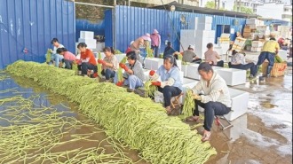 靈川縣托穩“菜籃子”助力鄉村振興