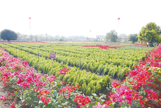 芋香花海繪春圖