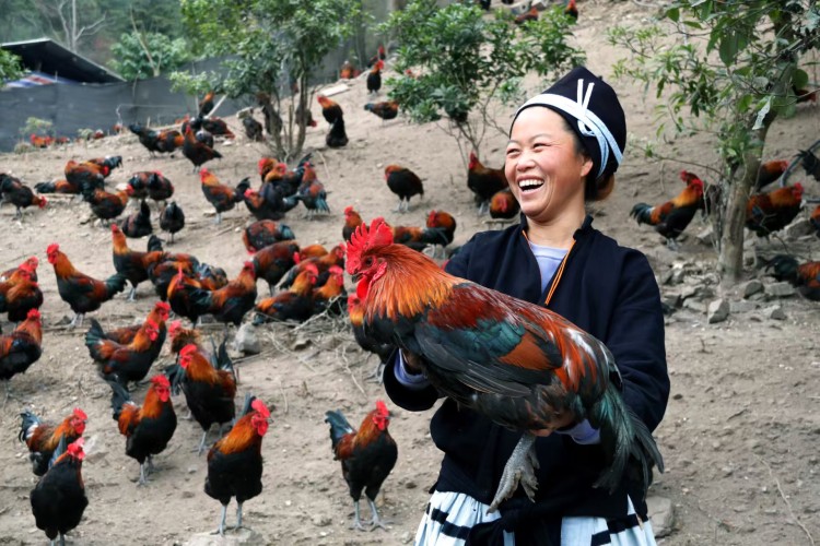 2025年“桂字號”南丹瑤雞産銷對接活動在南寧舉辦_fororder_2