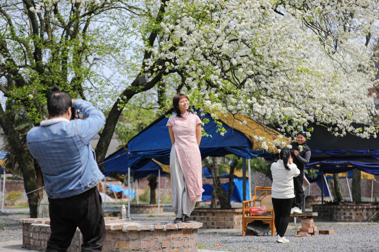 桂林靈川：梨花似雪香滿徑 遊人如織醉春風_fororder_1