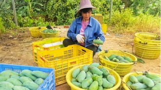 廣西田東：芒果迎豐收 “甜蜜産業”助力鄉村振興