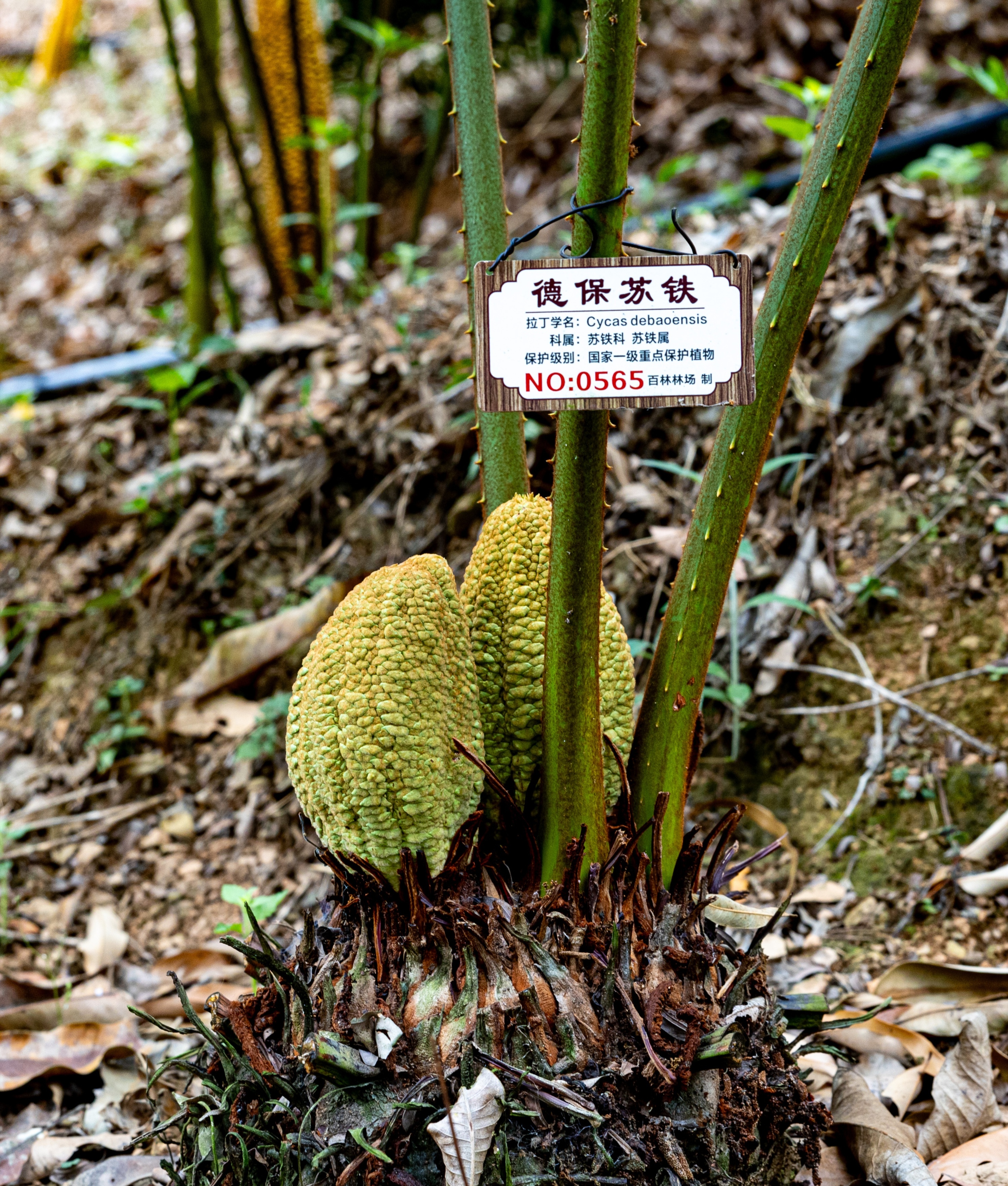 廣西百色：“植物大熊貓”德保蘇鐵迎來盛花期_fororder_微信圖片_20250428212901