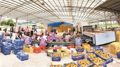 一條傳輸帶 “甜”送東南亞