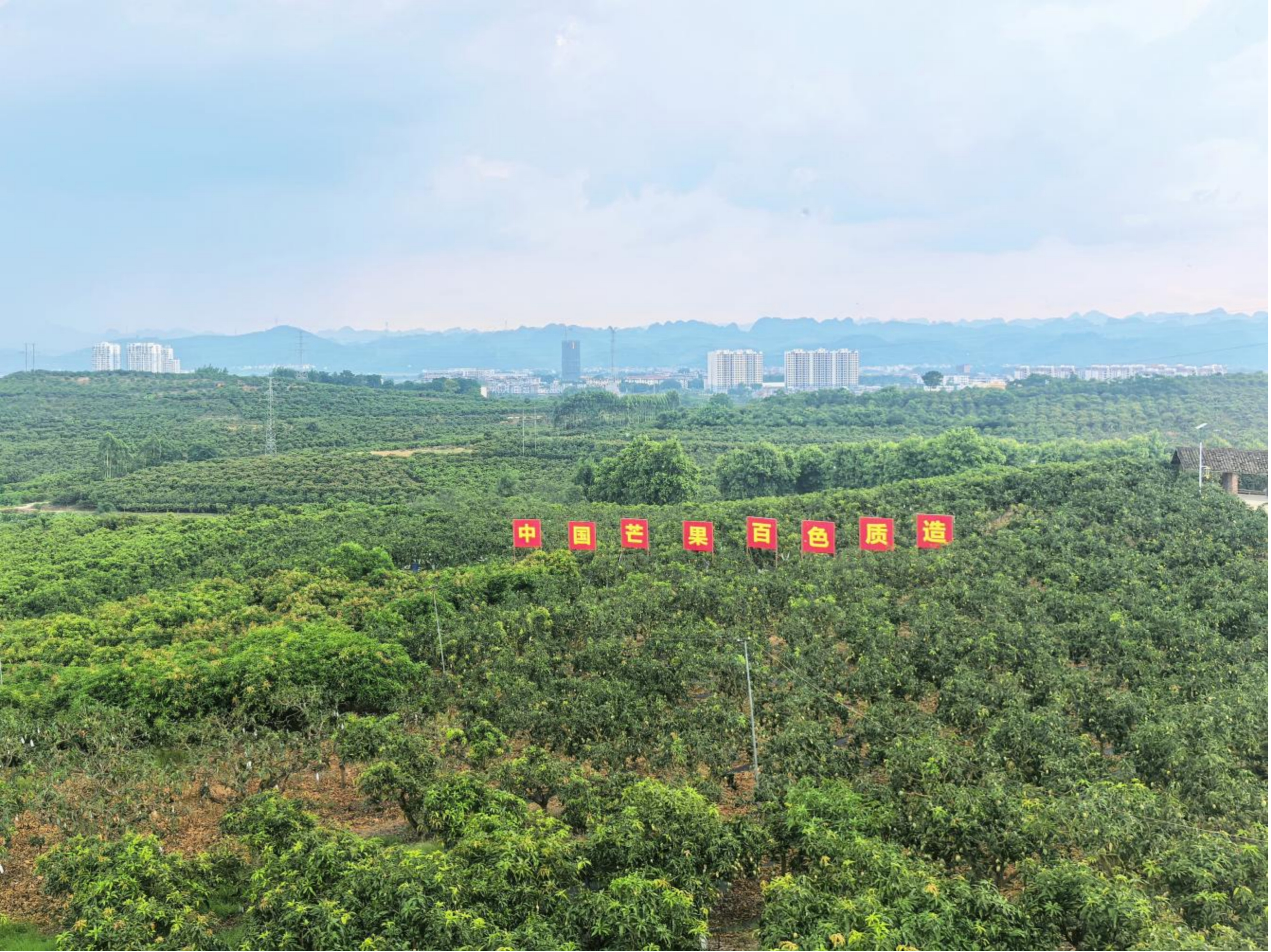 廣西田東：芒果迎豐收 “甜蜜産業”助力鄉村振興_fororder_3