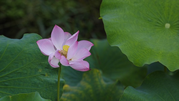 桂林靈川：夏日荷韻引客來 滿池芬芳醉遊人