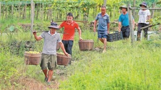 青山育甜果，遠銷海外去