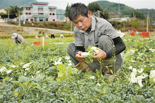 右江區蔬菜年産值超15億元 “一籃菜”帶富一方人
