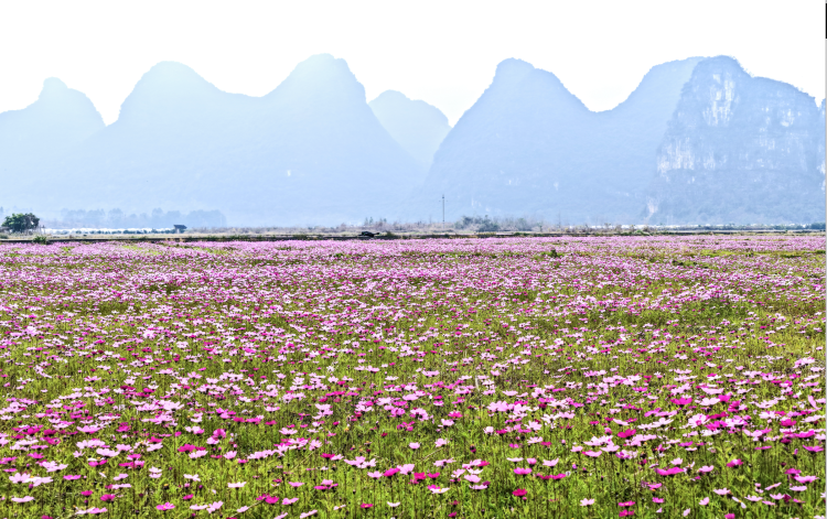 桂林臨桂區：冬閒田變身格桑花海 農文旅融合促鄉村振興_fororder_截屏2026-01-19 10.34.13