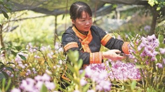瑤藥迎蝶變