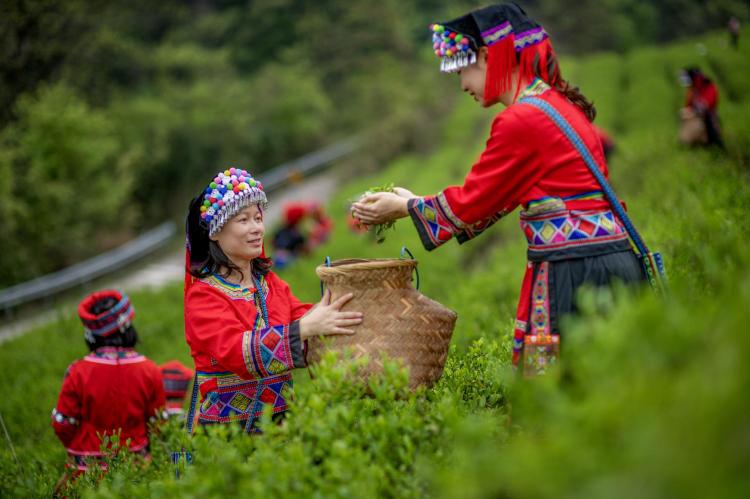 桂林靈川：茶山春醒時 瑤鄉採茶忙_fororder_2
