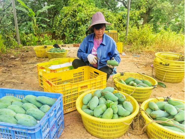 廣西田東：芒果迎豐收 “甜蜜産業”助力鄉村振興_fororder_2