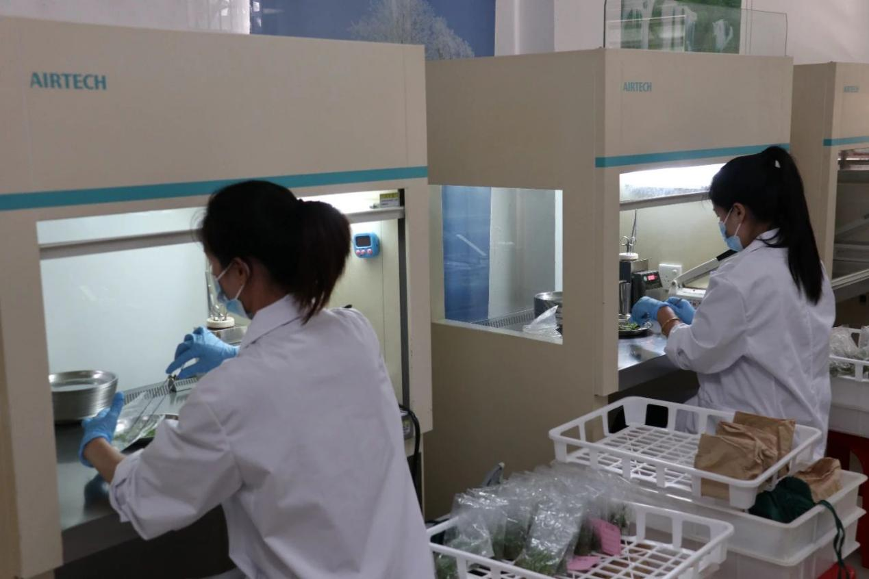 廣西龍州：甘蔗脫毒種苗技術帶來增産增收新希望_fororder_圖片1