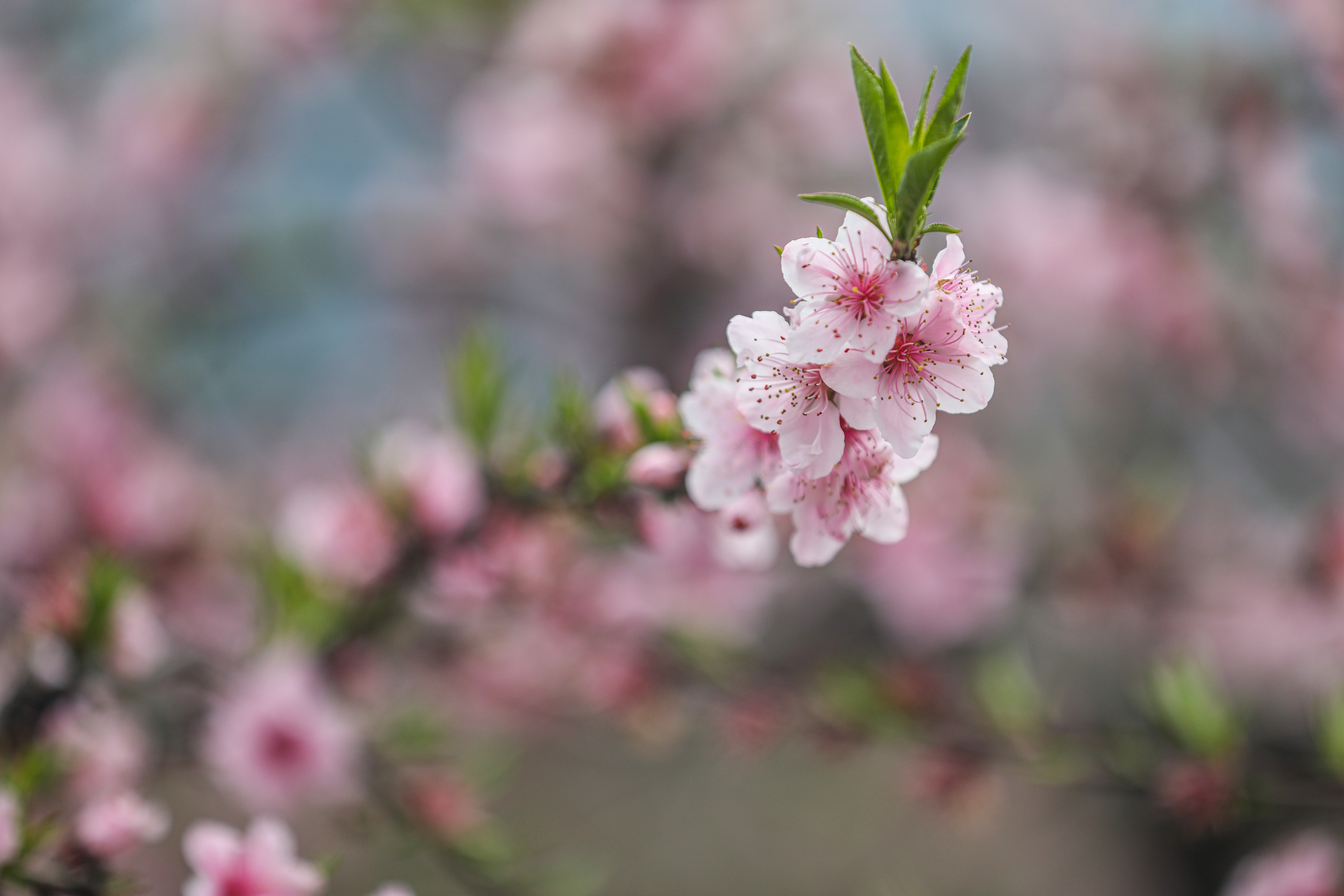 桂林靈川：萬畝桃花競相盛放 遊客踏青賞花正當時_fororder_4