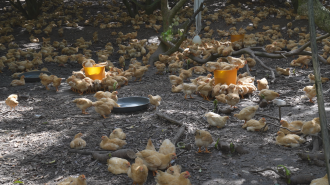 廣西興業：五年聚力興農路 糧豐業旺繪就鄉村新圖景