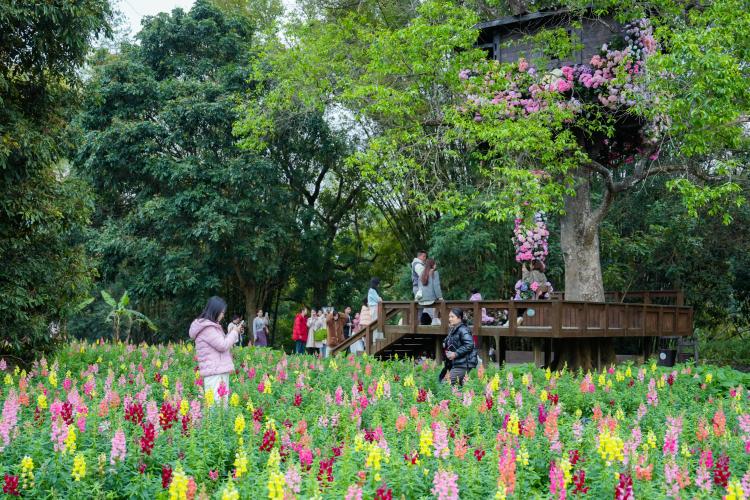 浪漫花海邂逅多彩非遺 崇左峒那嶼灣花朝季開啟_fororder_2
