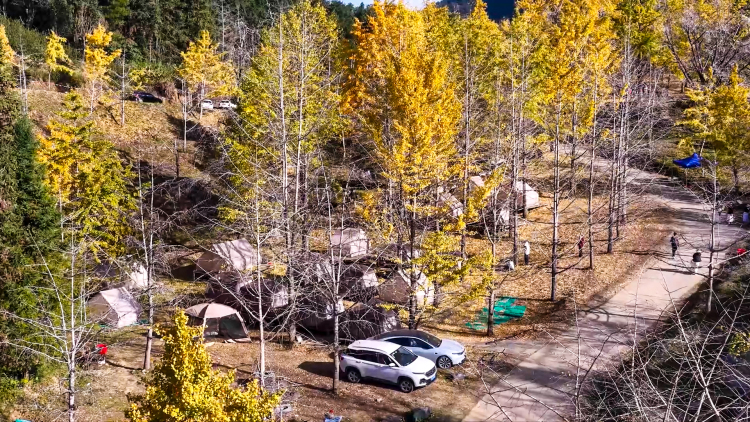 桂林靈川：百萬株銀杏“披金”引客來_fororder_5