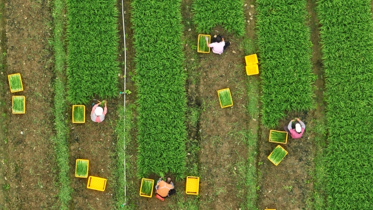 廣西興業縣:萬畝冬菜搶“鮮”上市  “冬閒田”變“增收田”_fororder_圖一：在興業縣葵陽鎮中江村的韭菜種植基地，工人們正在收割韭菜(寧詩琪攝）.JPG