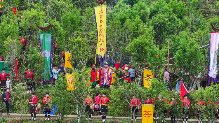 廣西龍勝舉辦龍脊古樹茶祭茶節_fororder_1