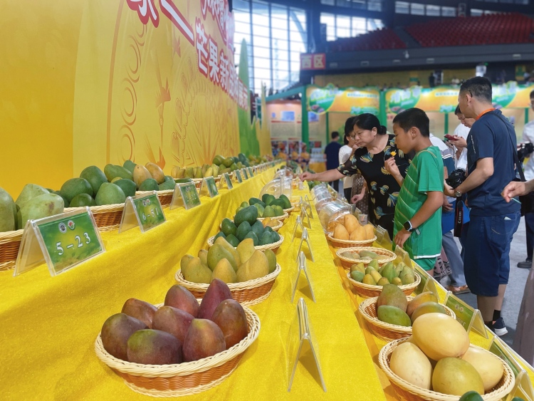 廣西田東：芒果迎豐收 “甜蜜産業”助力鄉村振興_fororder_5