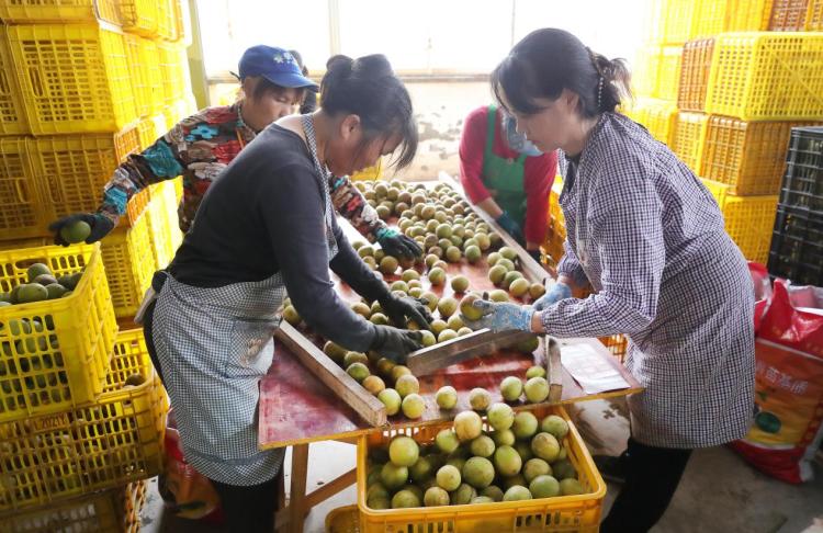 農行金融全鏈支持永福羅漢果行銷海外_fororder_2