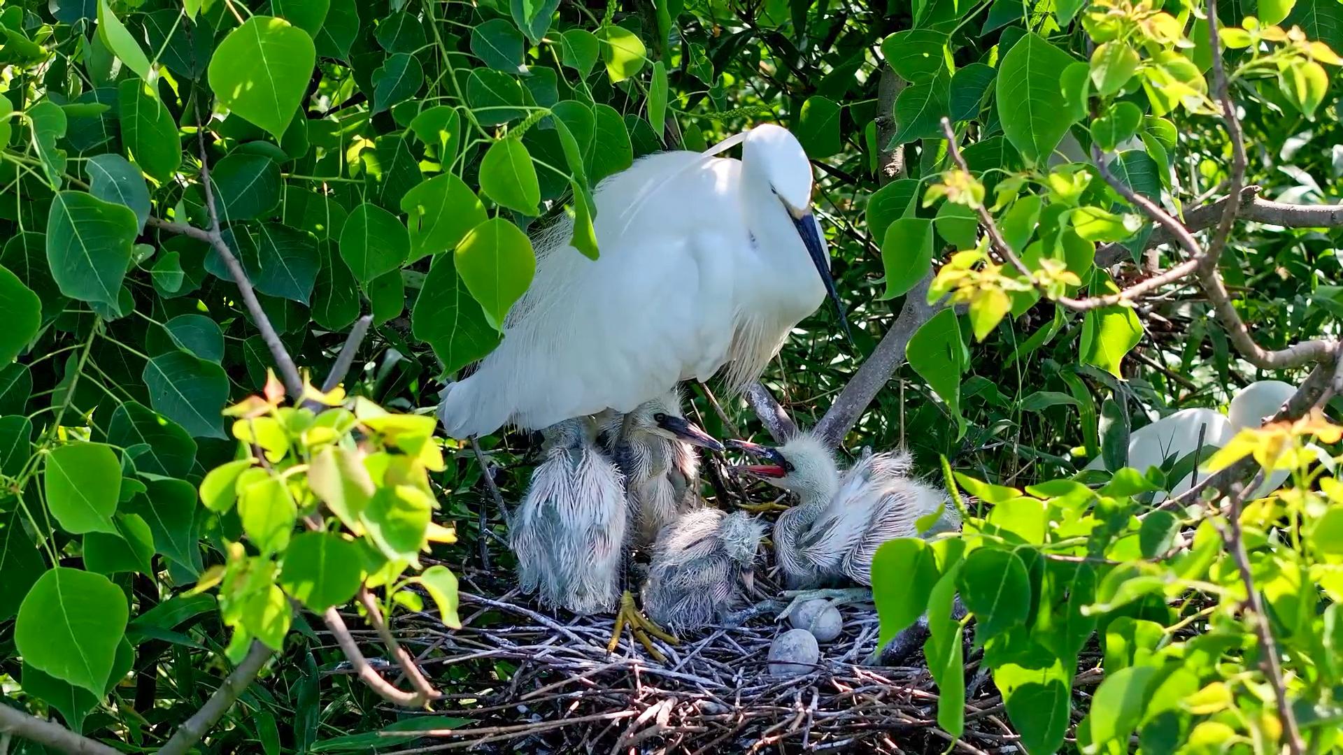 廣西桂林會仙喀斯特國家濕地公園白鷺“添丁” 70余巢穴孵出幼鳥_fororder_1