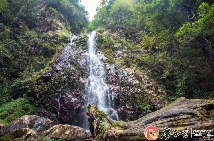 廣西地市級首個！滑水衝自然保護區喜提自然資源“戶口本”