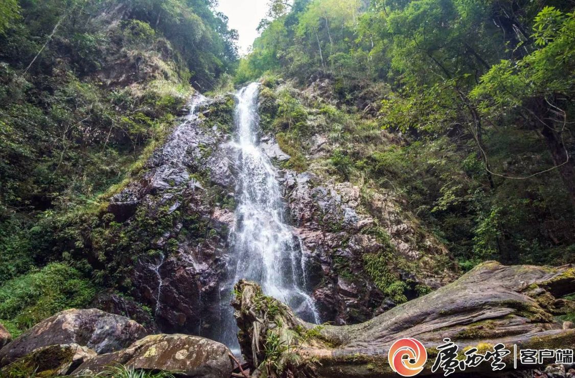 廣西地市級首個！滑水衝自然保護區喜提自然資源“戶口本”