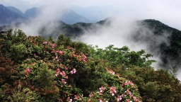 2025貓兒山高山杜鵑花文化旅遊季活動即將啟幕