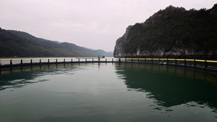 廣西AI賦能越南漁業發展 下龍灣首個智慧深水網箱建成下水_fororder_1